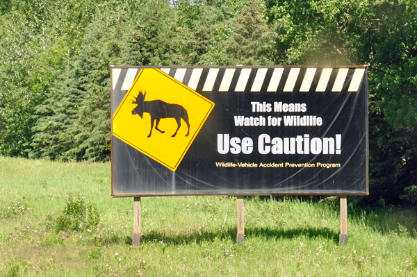 wildlife sign - but no moose